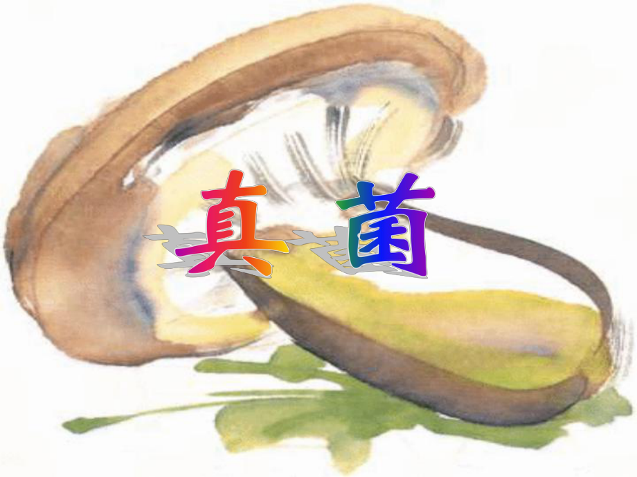 第三节真菌PPT_第1页