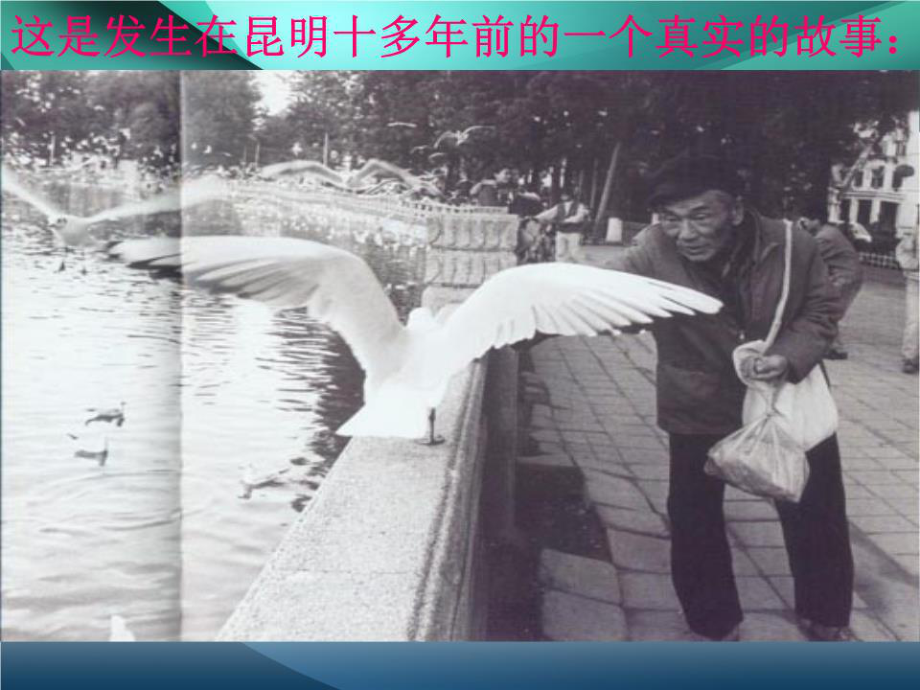 《老人与海鸥》PPT课件_第1页