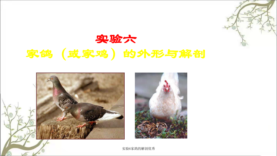实验6家鸽的解剖优秀_第1页