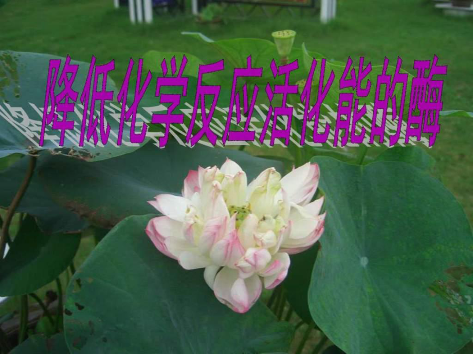 酶的作用与本质_图_第1页