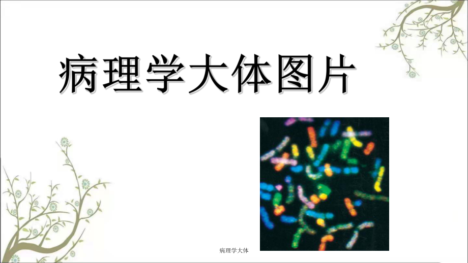 病理学大体课件_第1页