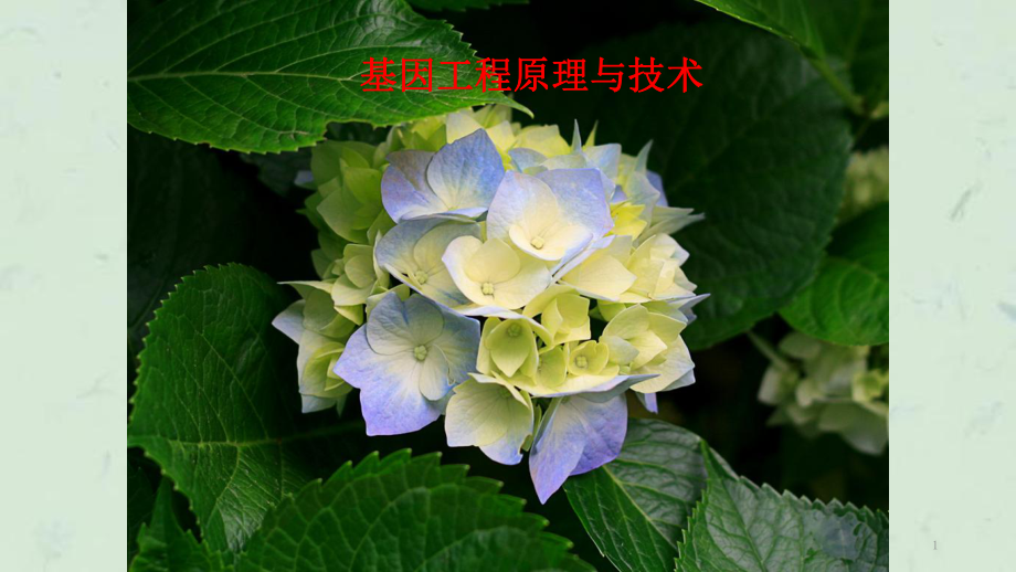 基因工程原理与技术绪论酶课件_第1页