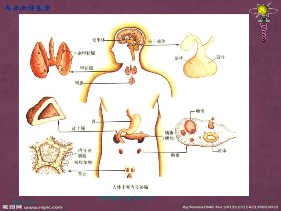 内分泌核医学_第1页